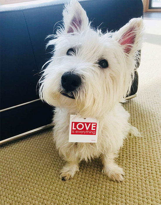 Dog with love tag